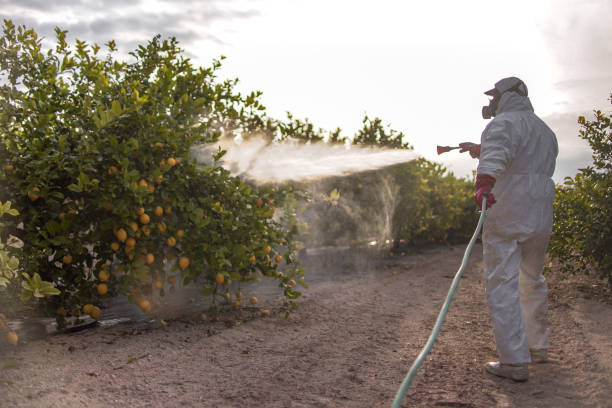 Best Termite Control Services  in Fountain Inn, SC