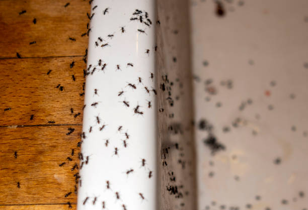 Best Local Pest Control Services  in Fountain Inn, SC